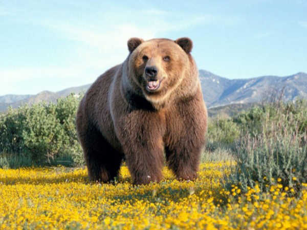 Nằm mơ thấy gấu đánh con gì – Giải mã chiêm bao thấy con gấu