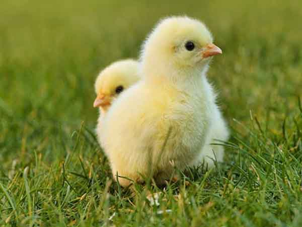 Mơ thấy trứng gà nở thành con thì là điềm báo như nào? Nên đánh con gì?