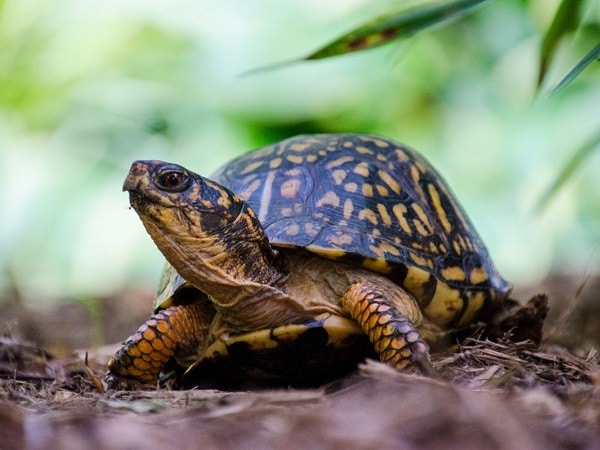 Nằm mơ thấy con rùa số mấy, đánh con gì dễ trúng giải độc đắc?