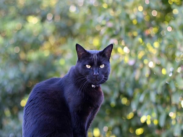 Mèo đen số mấy - Nằm mơ thấy mèo đen đánh số gì may mắn